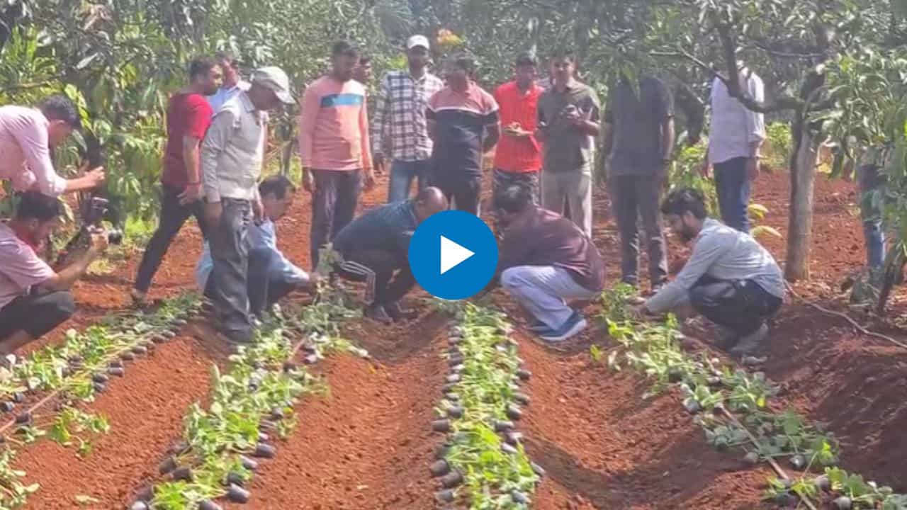 उपमुख्यमंत्री शिंदेंचं शेतीप्रेम! शेतात लागवड केले स्ट्रॉबेरीची 3 हजार रोपं