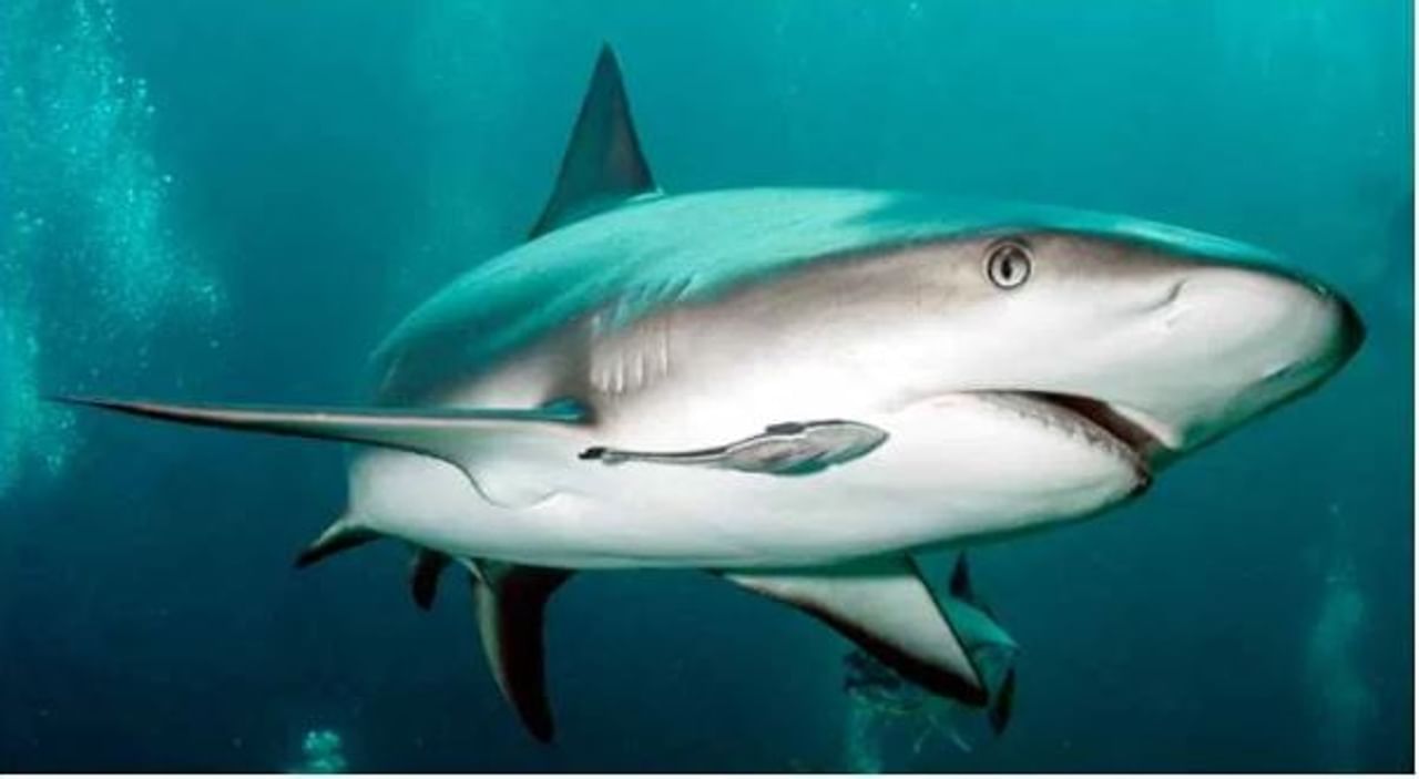 पृथ्वीवर काही अचंबित करणाऱ्या गोष्टी आहेत. पृथ्वीवर असलेली जीवसृष्टी तर रहस्यांनी तसेच आश्चर्याने भरलेली आहे. याच पृथ्वीवर काही जीव तर अमर असल्याचे म्हटले जाते. तर काही प्राणी हे कित्येक दशकांपर्यंत जिवंत असतात असे म्हटले जाते. 