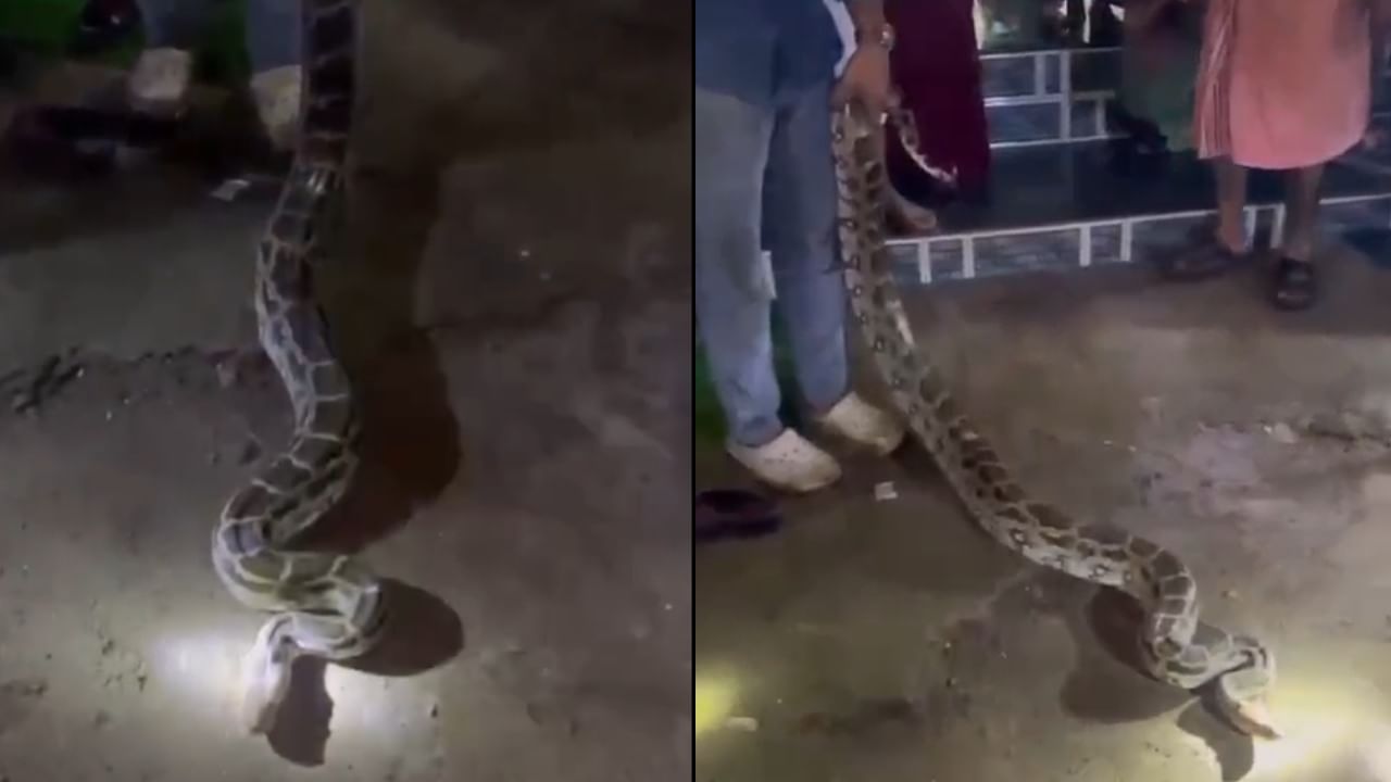 वन विभागाचे संजय साबळे यांच्या सूचनांनुसार, पकडलेल्या या अजगराला कोणतीही इजा न होता, त्याला त्याच्या नैसर्गिक अधिवासात सुरक्षितपणे सोडून देण्यात आले. सर्पमित्रांच्या या कामगिरीमुळे उंबरली गावातील नागरिकांनी सुटकेचा निःश्वास सोडला.