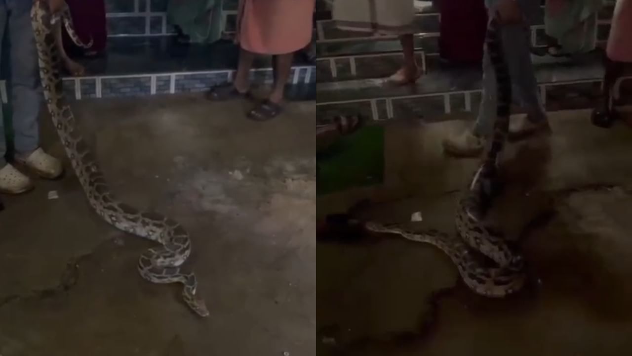 या सर्पमित्रांनी अत्यंत दक्षता आणि कौशल्यपूर्ण पद्धतीने सुमारे ९ फूट लांबीच्या या अजगराला सुरक्षितपणे पकडले. अजगराला पकडल्यानंतर सेवा ट्रस्टच्या अध्यक्षांनी तातडीने कल्याण वन विभागातील अधिकारी राजू शिंदे यांना याची माहिती दिली.