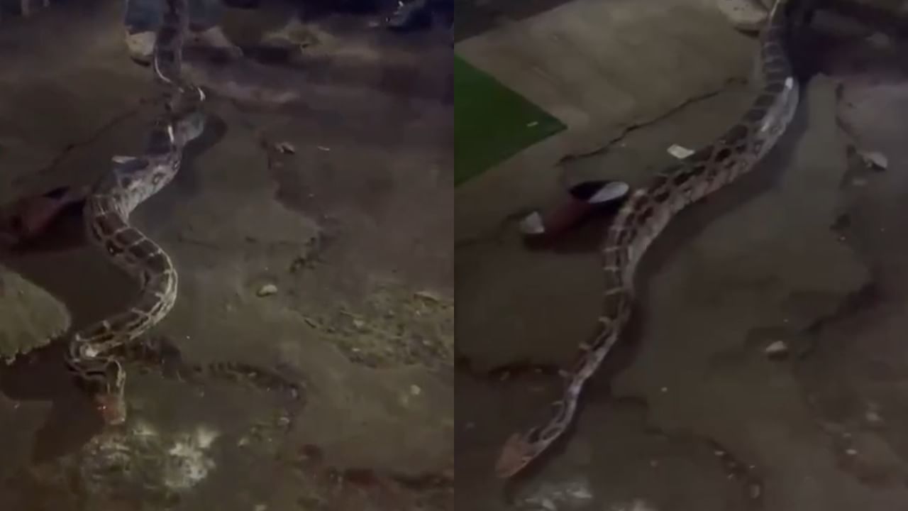 डोंबिवली पूर्वेकडील उंबरली गावात राहणारे हितेश पाटील यांच्या घरात शुक्रवारी रात्रीच्या वेळी हा महाकाय अजगर आढळून आला. या घरामध्ये अजगर शिरल्याचे लक्षात येताच पाटील कुटुंबाला मोठा धक्का बसला.