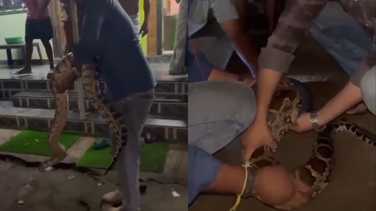 डोंबिवलीतील उंबरली गावात शुक्रवारी रात्री एक थरारक घटना घडली, ज्यामुळे नागरिकांमध्ये मोठी दहशत पसरली होती. मानपाडा रोड परिसरातील एका घरात तब्बल नऊ फूट लांबीचा अजगर शिरल्याने परिसरात खळबळ उडाली. मात्र, सर्पमित्रांनी तात्काळ धाव घेऊन या अजगराला सुरक्षित रेस्क्यू करत नैसर्गिक अधिवासात सोडले. त्यामुळे गावकरी आणि वन विभागाला दिलासा मिळाला आहे.