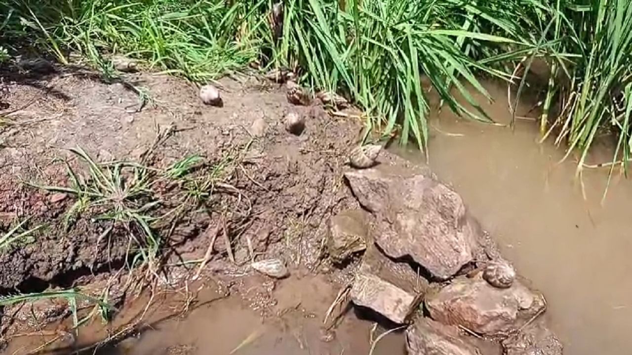 खानापूर परिसरातल्या शेतीमध्ये भल्यामोठ्या गोगलगायी सर्वत्र सोयाबीन, भुईमूग, घेवडा, झेंडू, भात पिकांमध्ये येऊन रात्रीच्या वेळी पिकांची नासाडी करीत असल्यानं शेतकरी मेटाकुटीला आला आहे. 