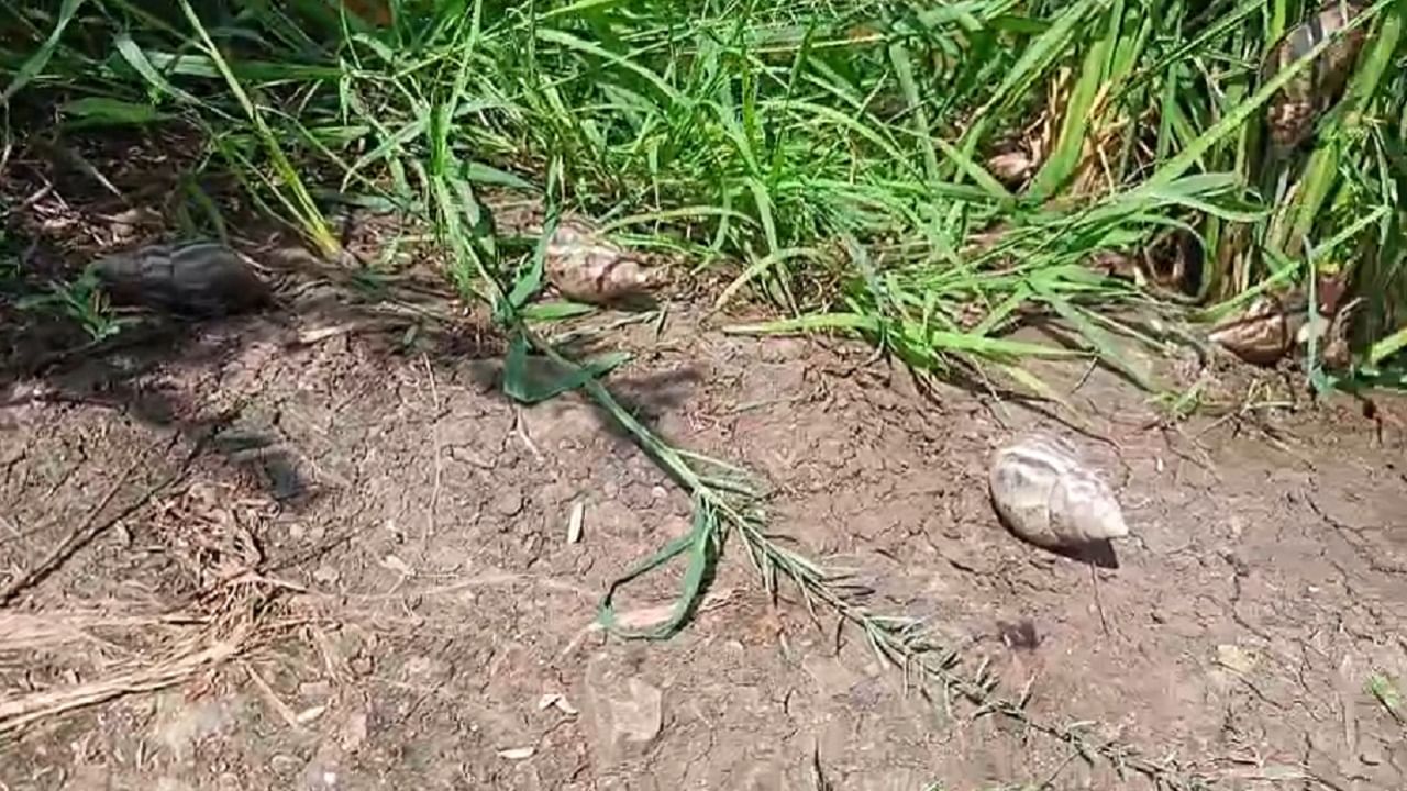 डोळ्यासमोर पीक वाया जात असल्यानं शेतकरी हताश झाला आहे.  कृषी विभागही लक्ष देत नसल्याची तक्रार शेतकऱ्यांनी केली आहे. 