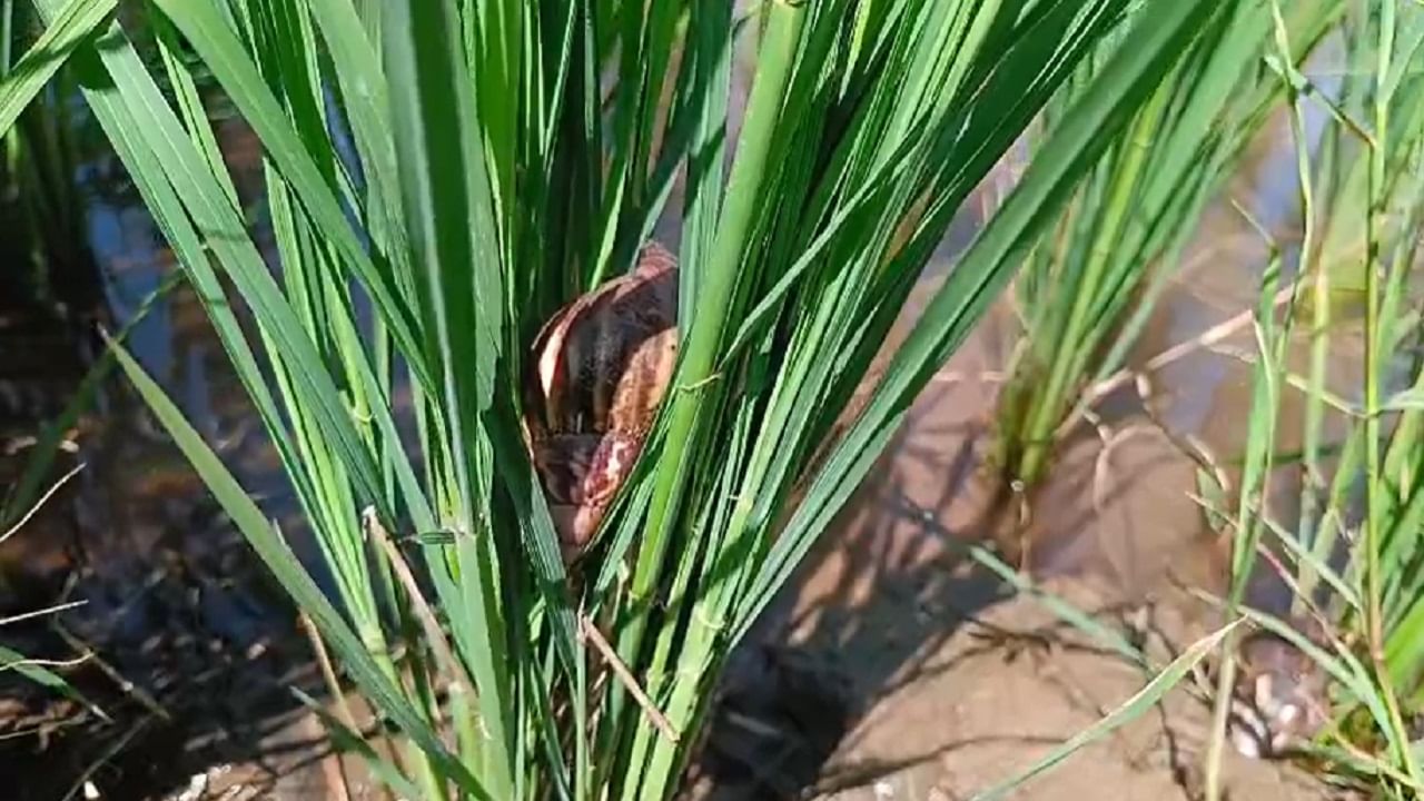 कृषी विभागचीचे कर्मचारी शेताकडे फिरकतही नसल्याचं शेतकऱ्यांचं म्हणणं आहे, त्यामुळं शेतकऱ्यांनी कृषी विभागावरही नाराजी व्यक्त केली आहे. भोरमधील विसगाव खोऱ्यातील खानापूरमध्ये गोगलगायींच्या उपद्रवाने शेतकरी हैराण