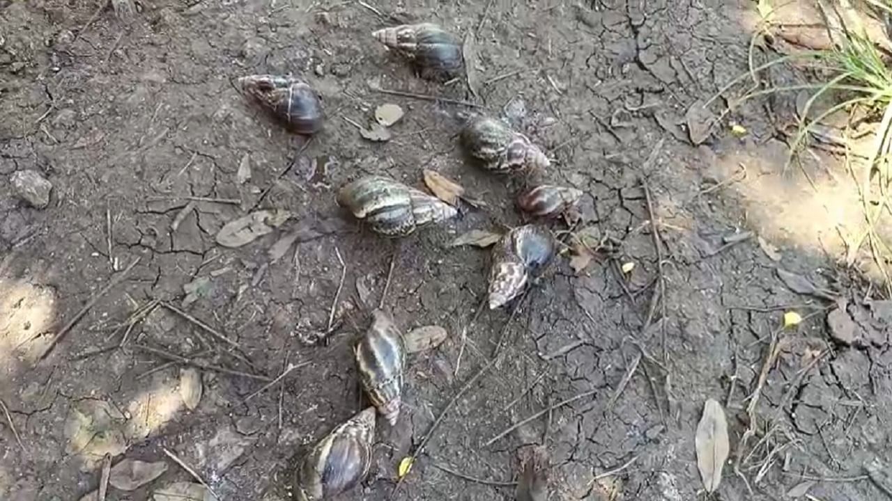 सर्व नैसर्गिक संकटांना तोंड देऊन.. कसे बसे खरीपातले कडधान्य, भात पीक जोमात येऊ लागले असतानाच पिकावर गोगलगायींचा उपद्रव वाढल्याने हातातोंडाशी आलेल्या भातासह इतर पिकाची नासाडी होत असल्याने शेतकरी हैराण झाला आहे.