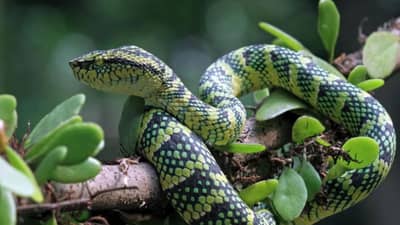 साप तुमच्या घरातच काय पुन्हा परिसरात सुद्धा कधीच येणार नाही, तुम्हाला ही सोपी ट्रीक माहितीये का?