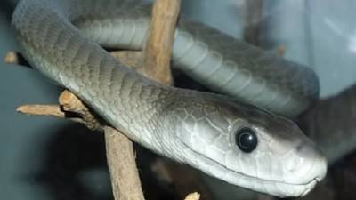 सावधान! हे झाड तुमच्याकडेही आहे का? मग तुम्ही सापांना घरात बोलवत आहात