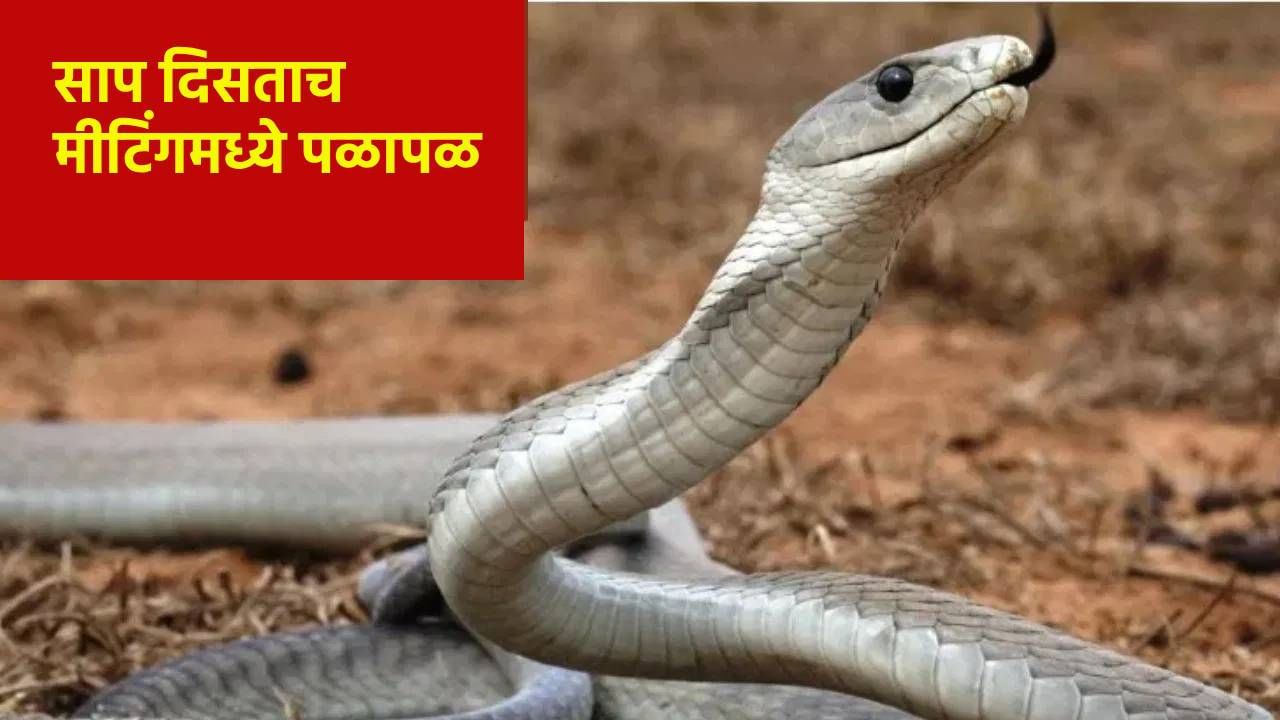 ऑफीस मीटिंगदरम्यान फुस्स फुस्स आवाज.. अचानक समोर आला साप; एकाला मारताच दुसरा... ऑफीस मीटिंगदरम्यान फुस्स फुस्स आवाज.. अचानक समोर आला साप; एकाला मारताच दुसरा...