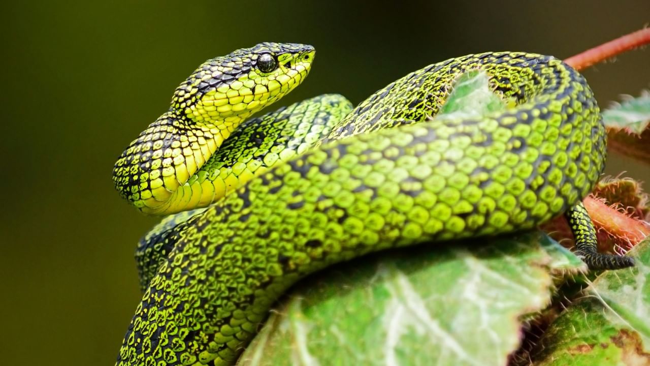 पायथन देखील आळशी सापांच्या श्रेणीत येतो. तो जास्त फिरत नाही, उलट सुरक्षित ठिकाणी लपून बसलेला असतो. शिकार जवळ येताच, तो अचानक हल्ला करतो. हा साप अनेकदा जंगल, गवताळ प्रदेश आणि दलदलीत आढळतो.