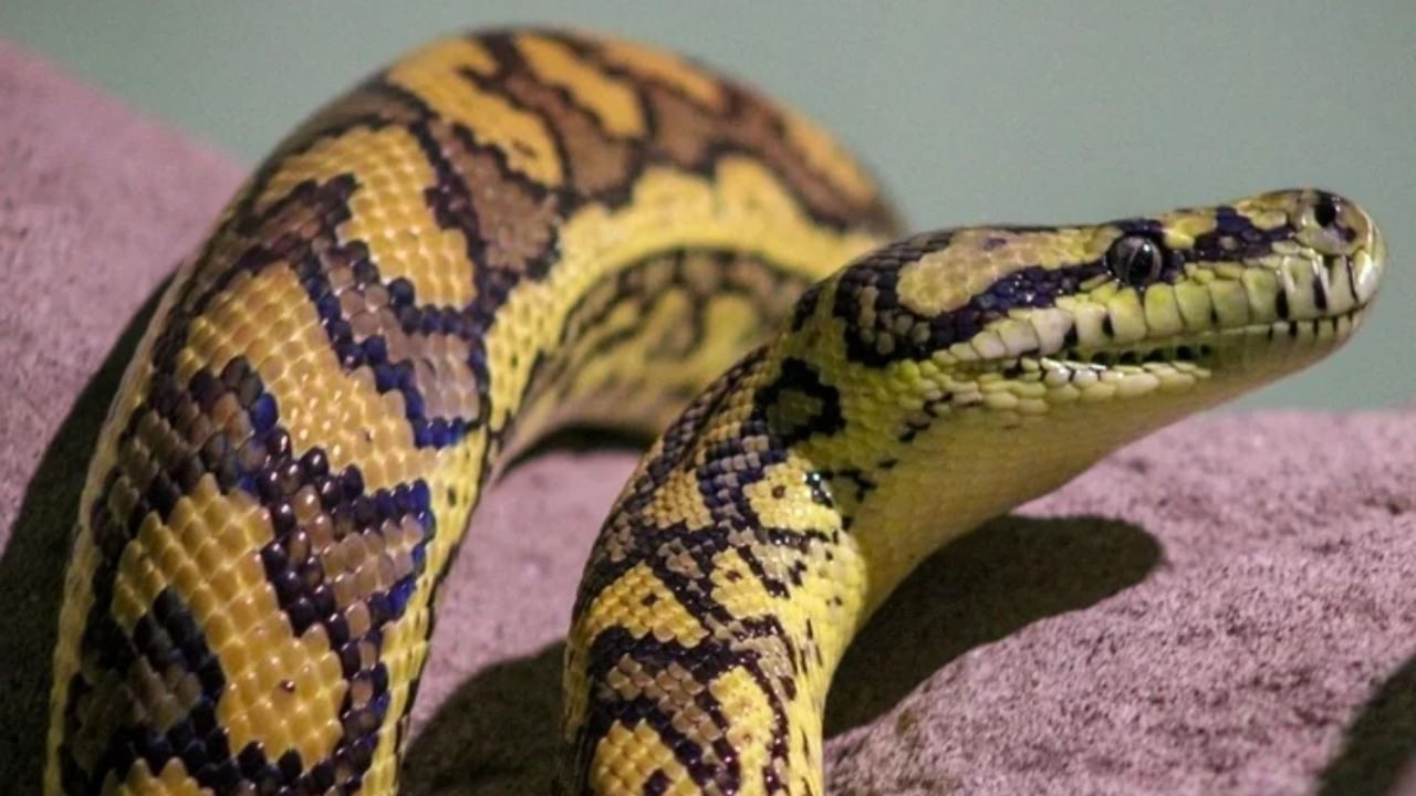 जगात सापांच्या हजारो प्रजाती आढळतात. यापैकी काही अत्यंत वेगवान, चपळ आणि विषारी असतात. तर काही साप हे खूप सूस्त आणि आळशी वाटतात. याच संथ आणि कमी गतिशील सापांना आळशी साप असे म्हटले जाते. मात्र त्यांच्या या स्वभावावरून त्यांना कमी लेखण्याची चूक करू नका. कारण हे साप हल्ला करताना त्यांचा वेग प्रचंड असतो.