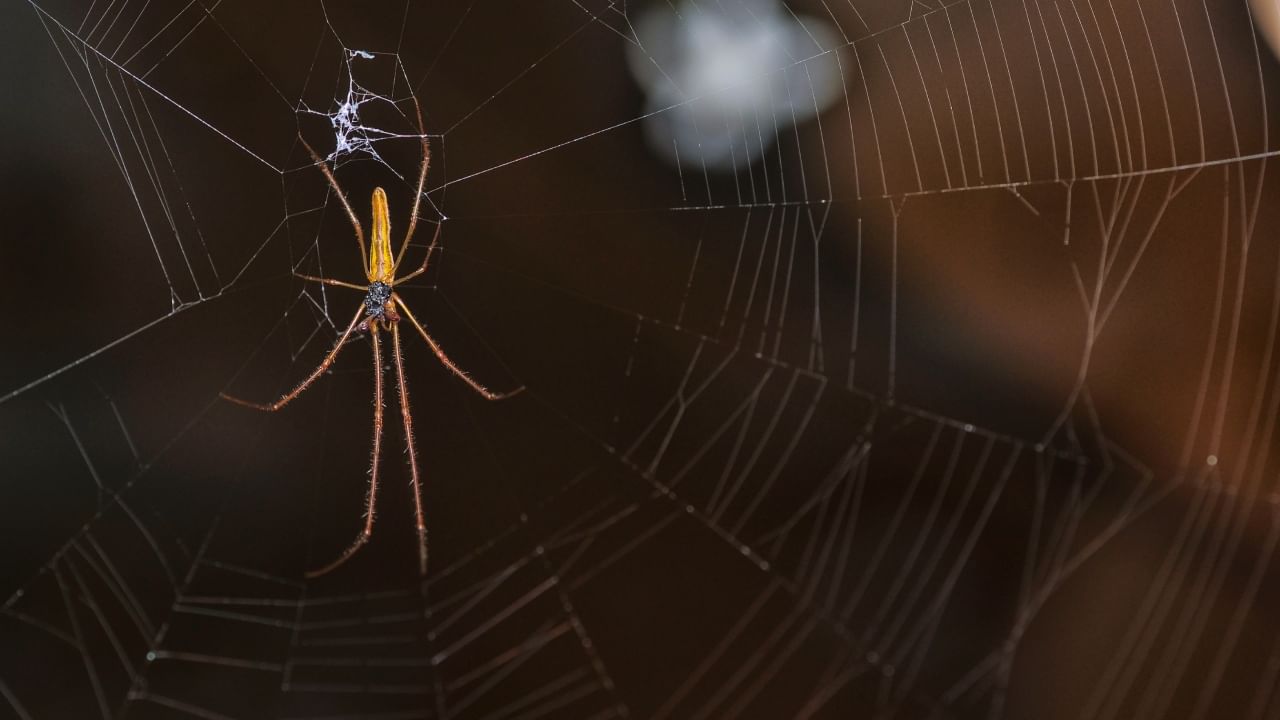 घरात अशांततेचे वातावरण तयार झाल्यामुळे आनंद आणि समृद्धीचा अभाव जाणवतो. म्हणून, जेव्हाही तुम्हाला घराच्या कोणत्याही कोपऱ्यात कोळ्याचे जाळे दिसेल, तेव्हा ते लगेच काढून टाकावे.