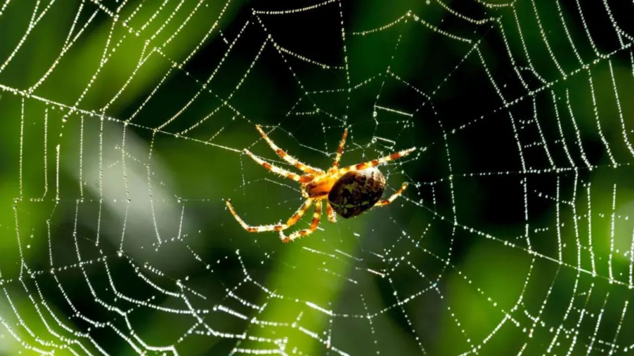 घरात कोळ्याचे जाळे जास्त प्रमाणात असल्यास कुटुंबातील सदस्यांच्या जीवनात अनेक समस्या येतात, असे मानले जाते. या समस्यांमध्ये सततची आर्थिक चणचण, कामांमध्ये अडथळे, तसेच कुटुंबातील सदस्यांमध्ये आळस, चिडचिडेपणा आणि एकूणच नकारात्मकता वाढणे यांचा समावेश असतो.