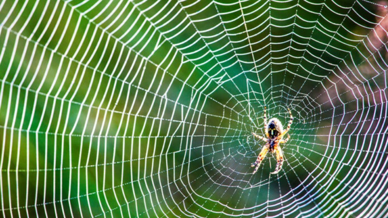 घराची सकारात्मकता आणि समृद्धी टिकवून ठेवण्यासाठी स्वच्छतेला अत्यंत महत्त्व दिले जाते. मात्र, अनेकदा आपण घराच्या छतावर, कोपऱ्यात कोळ्यांच्या जाळ्यांकडे दुर्लक्ष करतो. वास्तू तज्ज्ञांच्या मते हे दुर्लक्ष घरात मोठे वास्तुदोष निर्माण करू शकते.