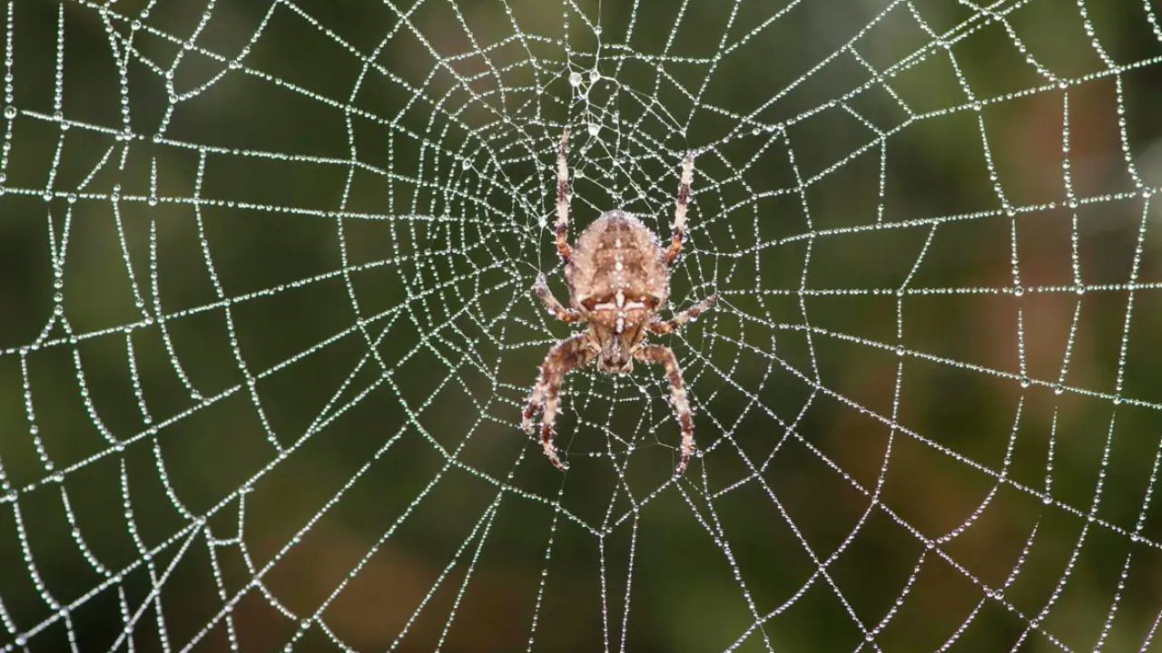 घरात असलेल्या मंदिरात किंवा देवघरात कोळ्याचे जाळे अजिबात तयार होऊ देऊ नका. देवघरातील जाळ्यामुळे कुटुंबावर दुर्दैव येते आणि ते अशुभ मानले जाते.