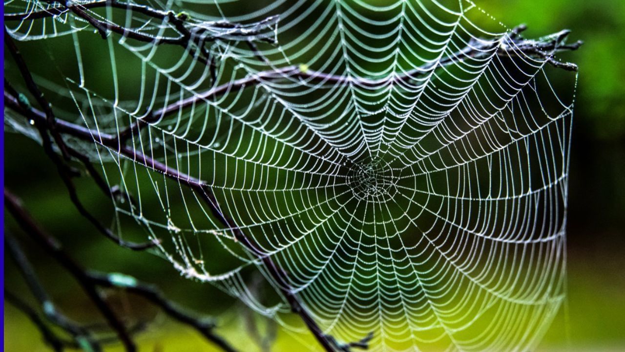स्वयंपाकघरातील कोळ्याचे जाळे देखील अशुभ असते. यामुळे कुटुंबातील सदस्यांना सतत आरोग्याच्या समस्या किंवा आजार होण्याची शक्यता असते.