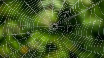 वास्तुशास्त्रानुसार, घराच्या कोपऱ्यात दीर्घकाळ जाळे राहिल्यास कुटुंबातील सदस्यांना आर्थिक समस्यांचा सामना करावा लागतो आणि हळूहळू आर्थिक नुकसान होण्याची शक्यता असते.