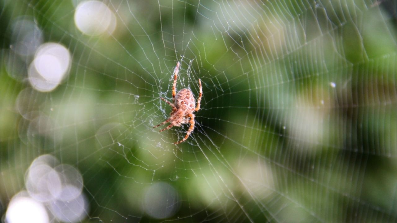 जर तुमच्या बेडरूममध्ये कोळ्याचे जाळे असल्यास मानसिक तणाव वाढतो. याचा थेट परिणाम पती-पत्नीच्या संबंधांवर होऊन त्यांच्यात सतत मतभेद आणि वैवाहिक समस्या निर्माण होऊ शकतात.