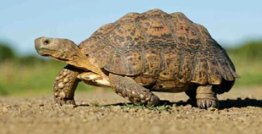 गॅलपोगास कासव हा साधारण दोनशे ते अडीचशे वर्षांपर्यंत जिंवत राहू शकतो. 2006 साली अद्वैत नावाच्या एका कासवाचा 225 व्या वर्षी मृत्यू झाला होता. 