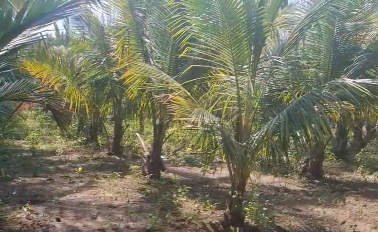  रमेश धाडसे यांनी सहज प्रयोग म्हणून आधी नारळाची ६० झाडे शेताच्या बांधाने लावली. आणि त्यांना चांगले यश आले. त्यानंतर त्यांनी ३३ गुंठे जागेत आणखी अडीचशे नारळांचे कलमे लावली आहेत. वाशिम जिल्ह्यातील हा पहिलाच असा प्रयोग मानला जात आहे.