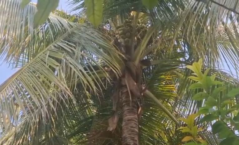 धामोडे यांनी सुरवातीला ६०  झाडांच्या लागवडीपासून आपल्या प्रयोगाला सुरुवात केली. शेताच्या बांधावर लावलेली झाडं त्यांनी योग्य पद्धतीने वाढवली. या झाडांची नियमित देखभाल आणि पाणीपुरवठा यामुळे झाडांची वाढ जोमाने झाली.लागवडीनंतर त्यांना सुमारे दीड ते दोन लाख रुपयांचं उत्पन्न मिळालं.