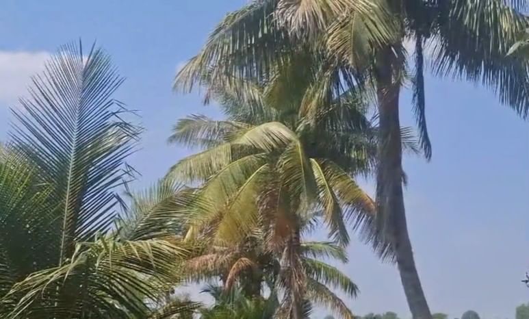  या यशामुळे त्यांचा आत्मविश्वास वाढला आणि त्यांनी एक एकर क्षेत्रात आणखी ५०० झाडांची लागवड केली. सध्या ही झाडं सुमारे तीन वर्षांची झाली असून, पुढील दोन वर्षांत उत्पादन मिळेल, असा अंदाज आहे. या झाडांपासून सुमारे ६ लाख रुपयांचं निव्वळ उत्पन्न मिळेल, असा विश्वास धामोडे यांनी व्यक्त केला आहे.