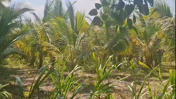 विदर्भ म्हटला की आपल्या डोळ्यासमोर येतात ती पारंपरिक पिके. मात्र, वाशिम जिल्ह्यातील शेलू खडसे येथील एका प्रयोगशील शेतकऱ्याने हा पारंपरिक विचार मोडून काढत नारळाची यशस्वी शेती केली आहे. यामुळे एक नवा आदर्श उभा राहिला आहे.