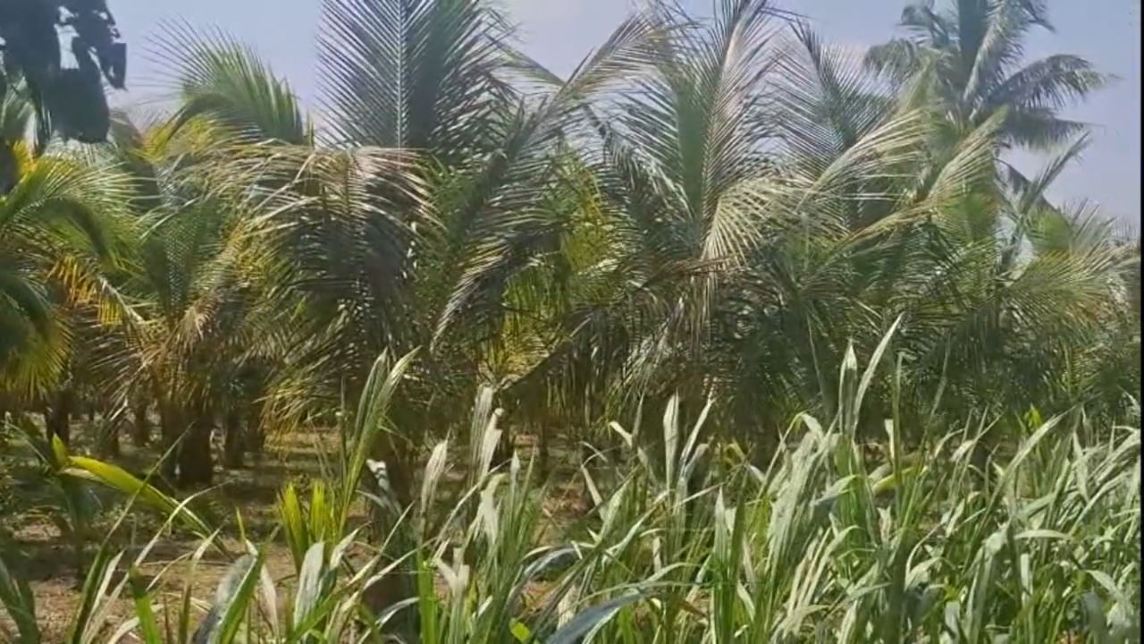 पुढील दोन वर्षांत या झाडांपासून उत्पादन मिळण्यास सुरुवात होईल, असा त्यांचा अंदाज आहे. या ५०० झाडांपासून त्यांना सुमारे १० लाख रुपयांचं निव्वळ उत्पन्न मिळेल, असा विश्वास रमेश धामोडे यांनी व्यक्त केला आहे.