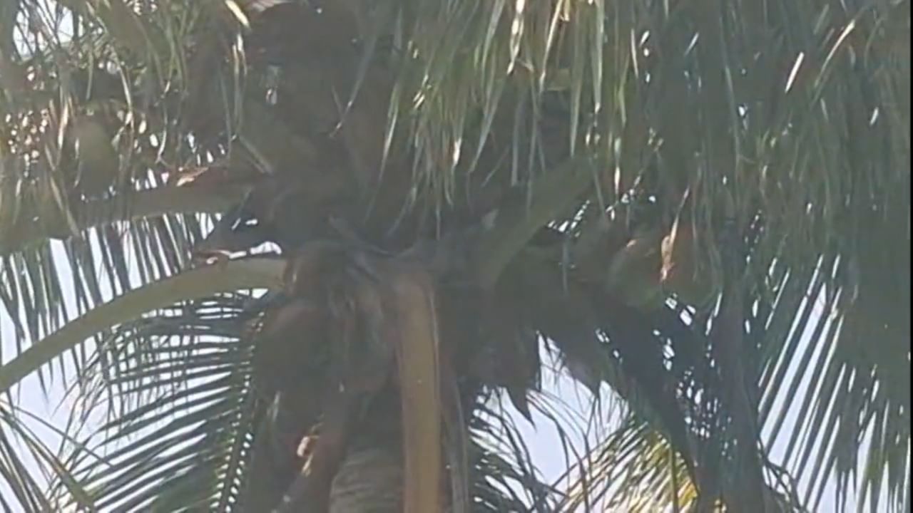 रमेश त्र्यंबक धामोडे या शेतकऱ्याने आपल्या एका एकर क्षेत्रात तब्बल ५०० नारळाच्या झाडांची लागवड केली आहे. त्यामुळे विदर्भात कोकण साकारल्याचे बोललं जात आहे. वाशिम जिल्ह्यासाठी हा एक अगदीच पहिला आणि अनोखा प्रयोग मानला जात आहे.