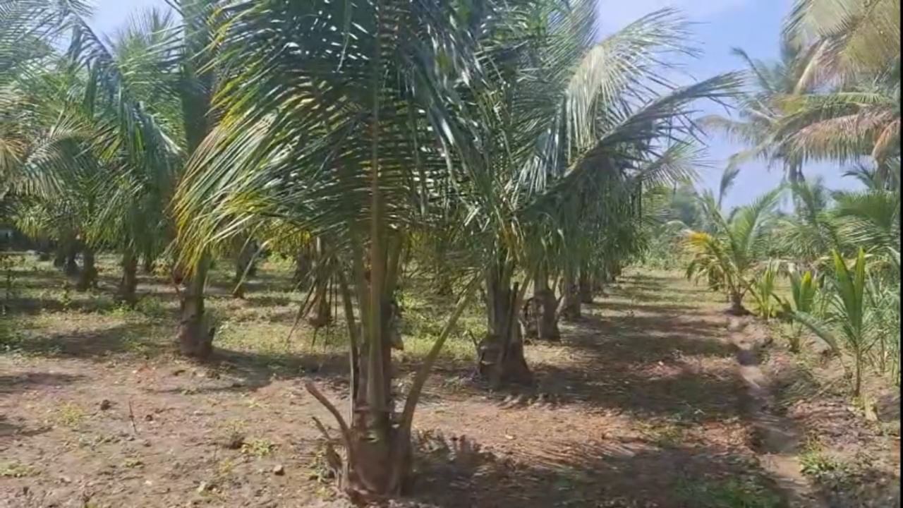 पाण्याची योग्य व्यवस्था आणि नियमित देखभाल यामुळे या झाडांची वाढ खूप चांगली झाली. त्यांच्या या मेहनतीला पाचव्या वर्षी फळ मिळाले. केवळ १०० झाडांपासून त्यांना त्यावर्षी सुमारे दीड ते दोन लाख रुपयांचे चांगले उत्पन्न मिळाले.