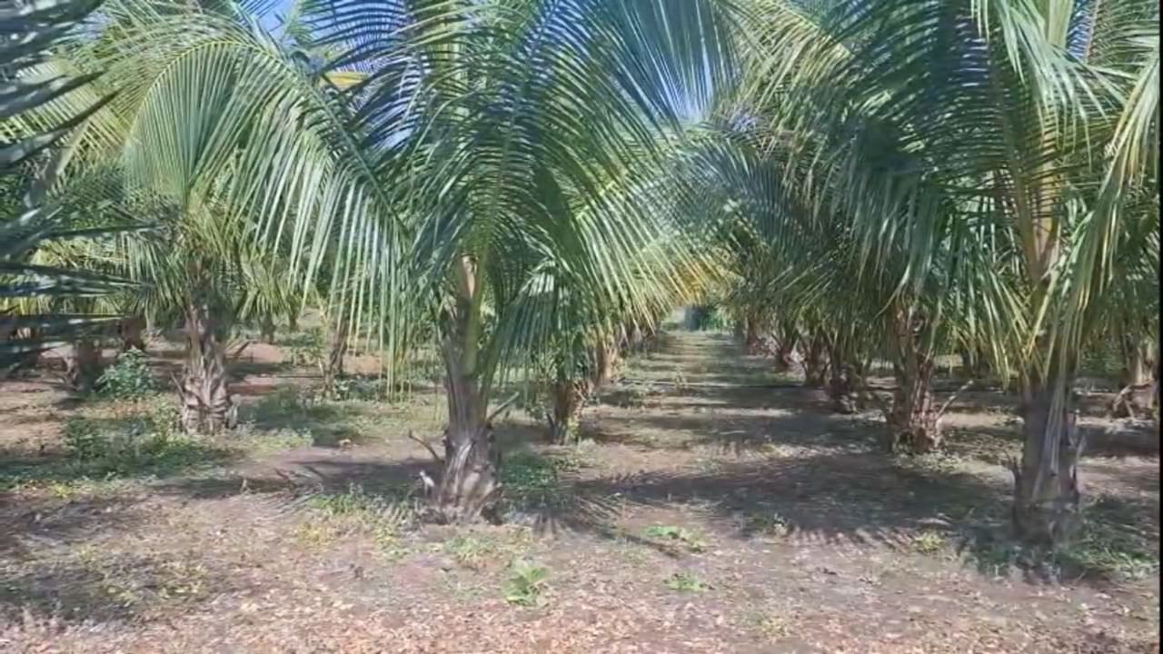 रमेश धामोडे यांचा हा यशस्वी प्रयोग विदर्भातील इतर शेतकऱ्यांसाठी एक नवा मार्ग दाखवणारा ठरला आहे. पारंपरिक शेतीच्या बंधनातून बाहेर पडून प्रयोगशीलता स्वीकारल्यास शेतकऱ्यांचं भविष्य उज्ज्वल होऊ शकतं, हे धामोडे यांनी आपल्या कृतीतून दाखवून दिले आहे. तसेच कोकणातील पिकं आता विदर्भातही चांगल्या प्रकारे फुलू शकतात, हे त्यांच्या नारळ शेतीने सिद्ध केले आहे.