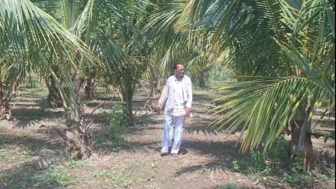 या पहिल्या प्रयोगातील यशामुळे धामोडे यांचा आत्मविश्वास खूप वाढला. यामुळेच त्यांनी आता एका एकर क्षेत्रात आणखी ५०० नारळाच्या झाडांची लागवड केली आहे. सध्या ही झाडं तीन वर्षांची झाली आहेत.