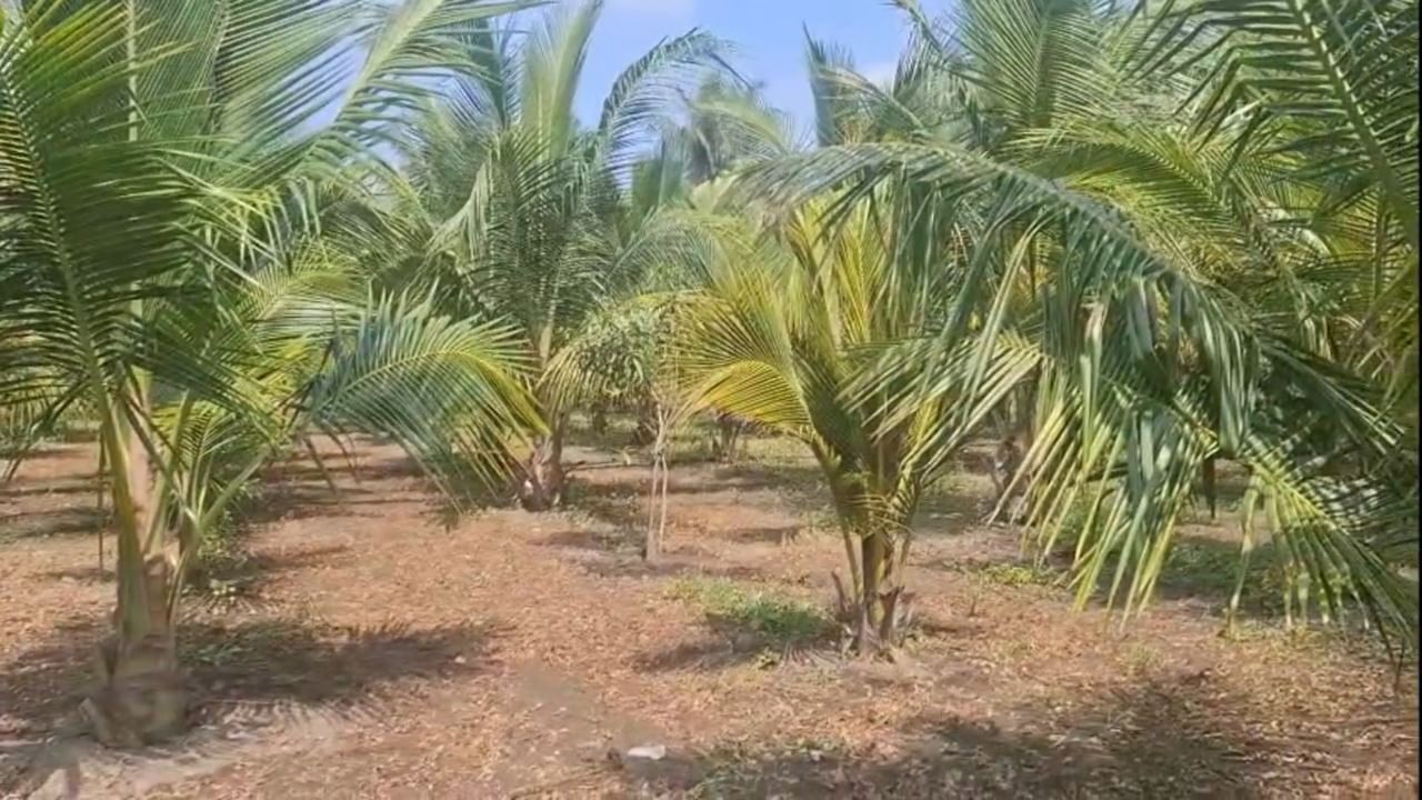 रमेश धामोडे यांनी सुरुवातीला मोठ्या हिंमतीने १०० नारळाच्या झाडांची लागवड करून या प्रयोगाची सुरुवात केली. शेताच्या बांधावर लावलेल्या या झाडांची त्यांनी योग्य आणि नियमित काळजी घेतली.