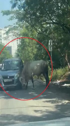 पुण्याच्या मुळशीत मोकाट बैलाचा थरार; शिंगानी गाडीला धडका.