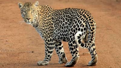 Leopards attack : दोन विविध घटनात बिबट्यांचा चिमुकल्यांवर हल्ल्याचा प्रयत्न, परंतू, आई आणि आजीने हल्ला असा परतवून लावला