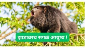 झाडांवर राहणारे 10 विचित्र प्राणी माहिती आहेत का ? चला पाहूयात...