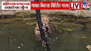 Ahilyanagar Leopard Scare :  बिबट्याने उडवली झोप, एकाला पकडलं, दुसऱ्यानं मांडला उच्छाद; थेट पडला विहिरीत...बघा VIDEO