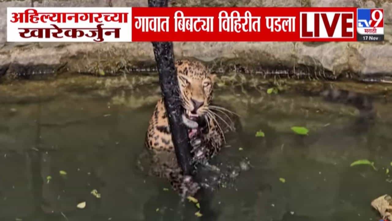 Ahilyanagar Leopard Scare :  बिबट्याने उडवली झोप, एकाला पकडलं, दुसऱ्यानं मांडला उच्छाद; थेट पडला विहिरीत...बघा VIDEO