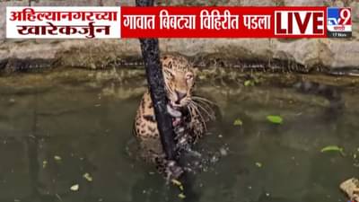 Ahilyanagar Leopard Scare :  बिबट्याने उडवली झोप, एकाला पकडलं, दुसऱ्यानं मांडला उच्छाद; थेट पडला विहिरीत…बघा VIDEO
