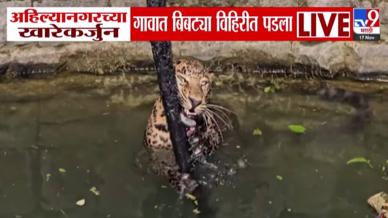 Ahilyanagar Leopard Scare :  बिबट्याने उडवली झोप, एकाला पकडलं, दुसऱ्यानं मांडला उच्छाद; थेट पडला विहिरीत...बघा VIDEO
