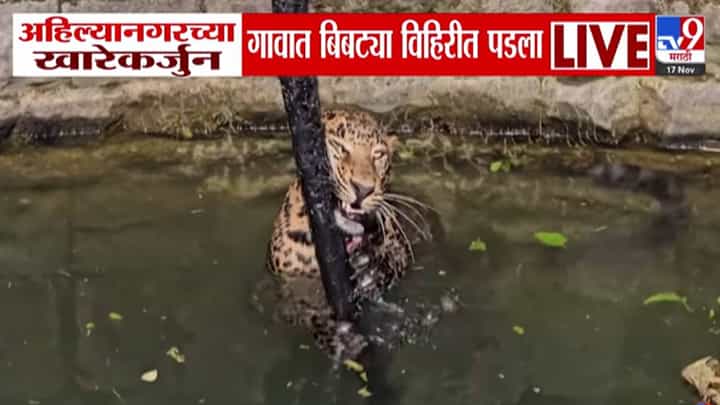 Ahilyanagar Leopard Scare : बिबट्याने उडवली झोप, एकाला पकडलं, दुसऱ्यानं मांडला उच्छाद; थेट पडला विहिरीत...बघा VIDEO Ahilyanagar Leopard Scare : बिबट्याने उडवली झोप, एकाला पकडलं, दुसऱ्यानं मांडला उच्छाद; थेट पडला विहिरीत...बघा VIDEO