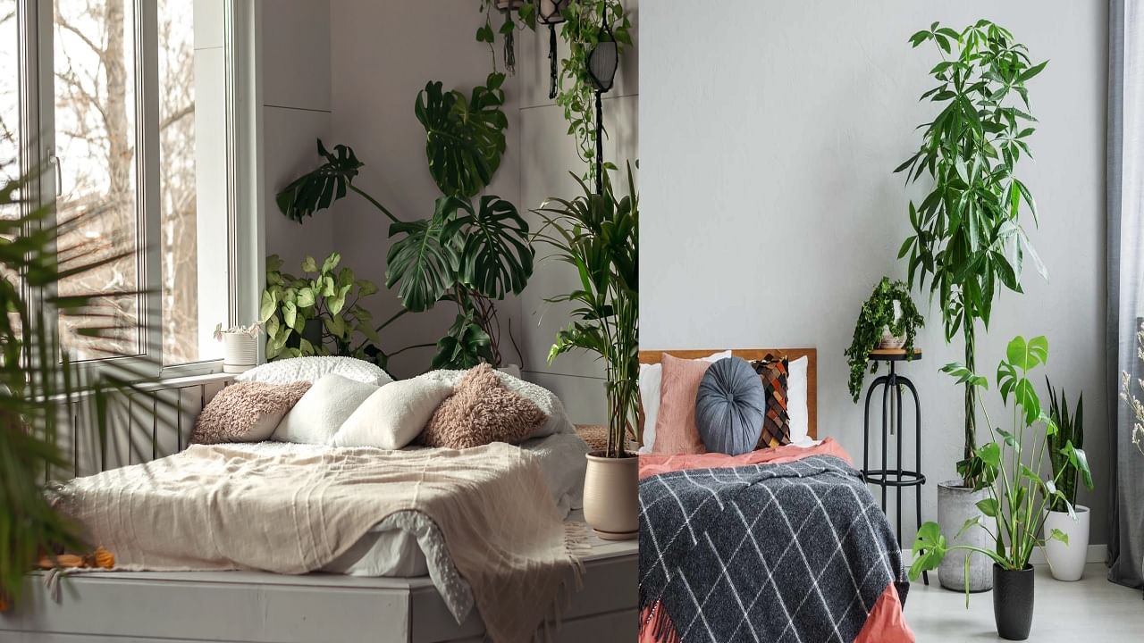 प्रत्येकाने बेडरूममध्ये ठेवलं पाहिजे 'हे' रोप... झोपेची समस्या होईल दूर, रात्रीची येईल गाढ झोप