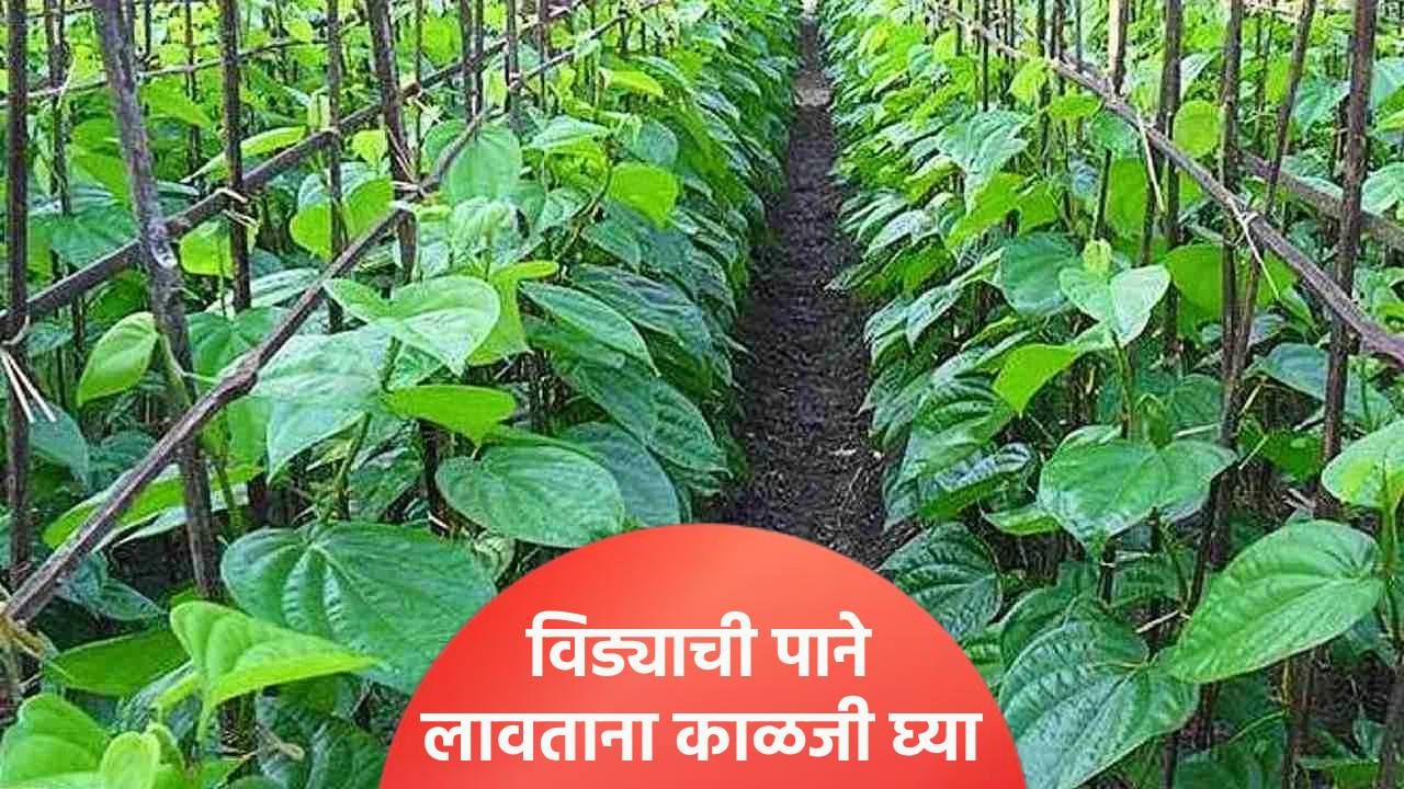 हिवाळ्यात विड्याची पाने कशी उगवावी? जाणून घ्या हिवाळ्यात विड्याची पाने कशी उगवावी? जाणून घ्या