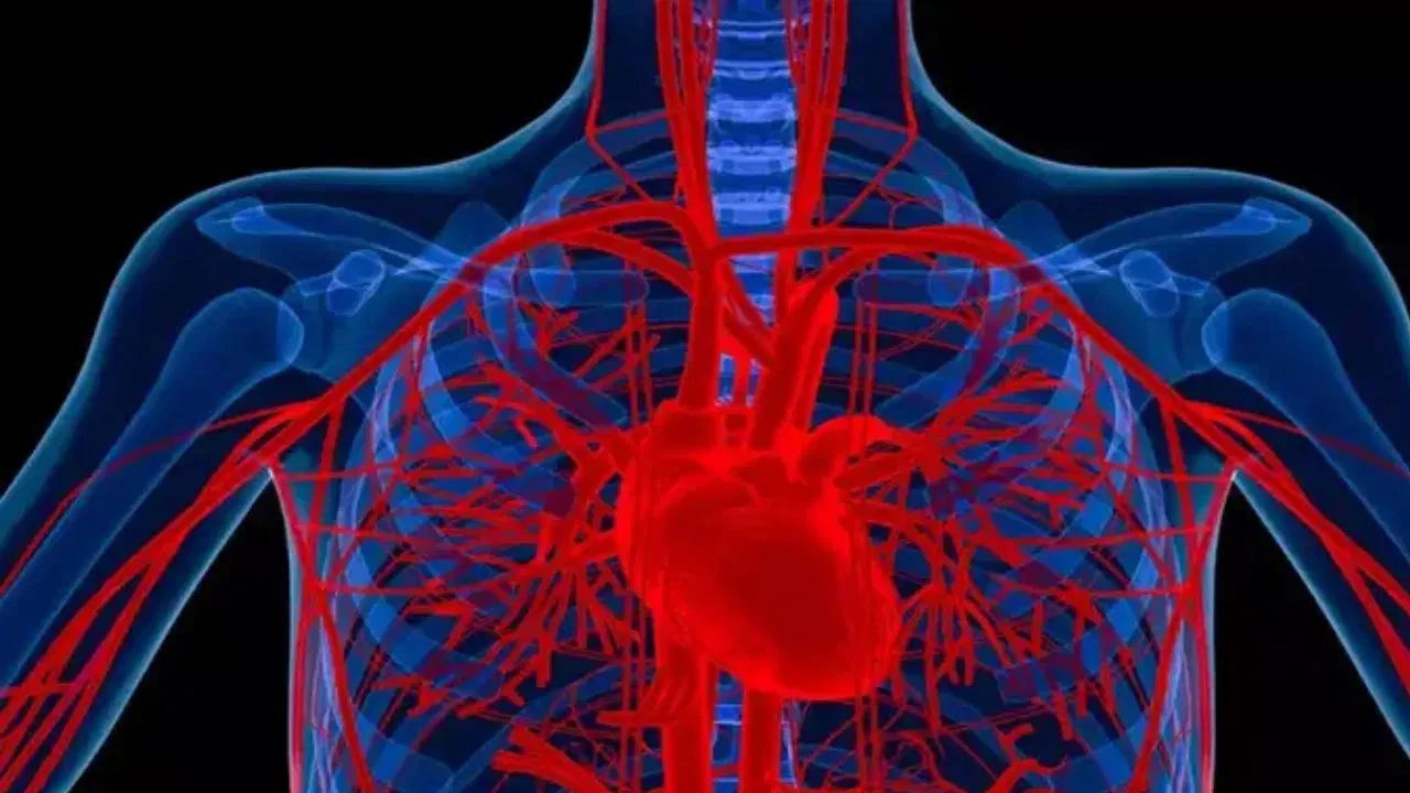 70 टक्के रक्तवाहिन्या बंद असू शकतात, या 5 लक्षणांकडे दुर्लक्ष करू नका 70 टक्के रक्तवाहिन्या बंद असू शकतात, या 5 लक्षणांकडे दुर्लक्ष करू नका