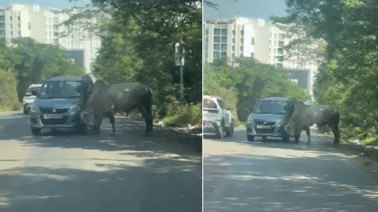 पुण्याच्या मुळशीतील माण-घोटवडे रस्त्यावरील बापूजीबुवा घाटात मोठा थरार पहायला मिळाला. एका मोकाट बैलाने अचानक चारचाकी गाडीला अडवून हल्ला करण्याचा प्रयत्न केला. कारचालक पूर्णपणे घाबरलेला असताना समोर आलेली ही जीवघेणी परिस्थिती गंभीर बनली होती. या घटनेचे फोटो सोशल मीडियावर तुफान व्हायरल झाले आहेत. आता नेमकं काय झालं होतं जाणून घ्या...