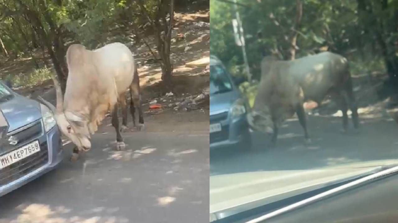 रस्त्याची शेजारी असलेल्या बैलाने एका कारवर अचानक हल्ला करण्याचा प्रयत्न केला. त्याने कारची पुढची हेडलाइट फोडण्याचा प्रयत्न केला. बैलाने केलेला हल्ला पाहून कार चालक घाबरला होता. आता नेमकं काय करावं असा प्रश्न त्याला पडला होता. कार चालक गाडी बंद करुन आत थांबला होता. बैल काही केल्या तेथून जात नव्हता. तो गाडीवर एका बाजूने हल्ला करत राहिला.