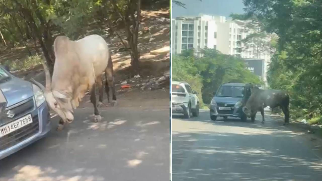 परिस्थिती हाताबाहेर जात असल्याने वाहनचालकाला वाचवण्यासाठी जवळच असलेल्या ट्रॅक्टर चालकाला बैलाला दूर करण्याची विनंती करण्यात आली. मात्र ट्रॅक्टरचालक भीतीमुळे पुढे येण्यास तयार नव्हता. अखेर प्रसंगावधान राखत बाबाजी शेळके यांनी स्वतःच ट्रॅक्टरचे स्टेअरिंग हाती घेतले. शेतकरी आणि अनुभवी ट्रॅक्टर चालक असल्याचा अनुभव वापरत त्यांनी हळूहळू ट्रॅक्टर बैलाच्या दिशेने नेला आणि त्याला चारचाकी वाहनापासून दूर हुसकावून लावले.