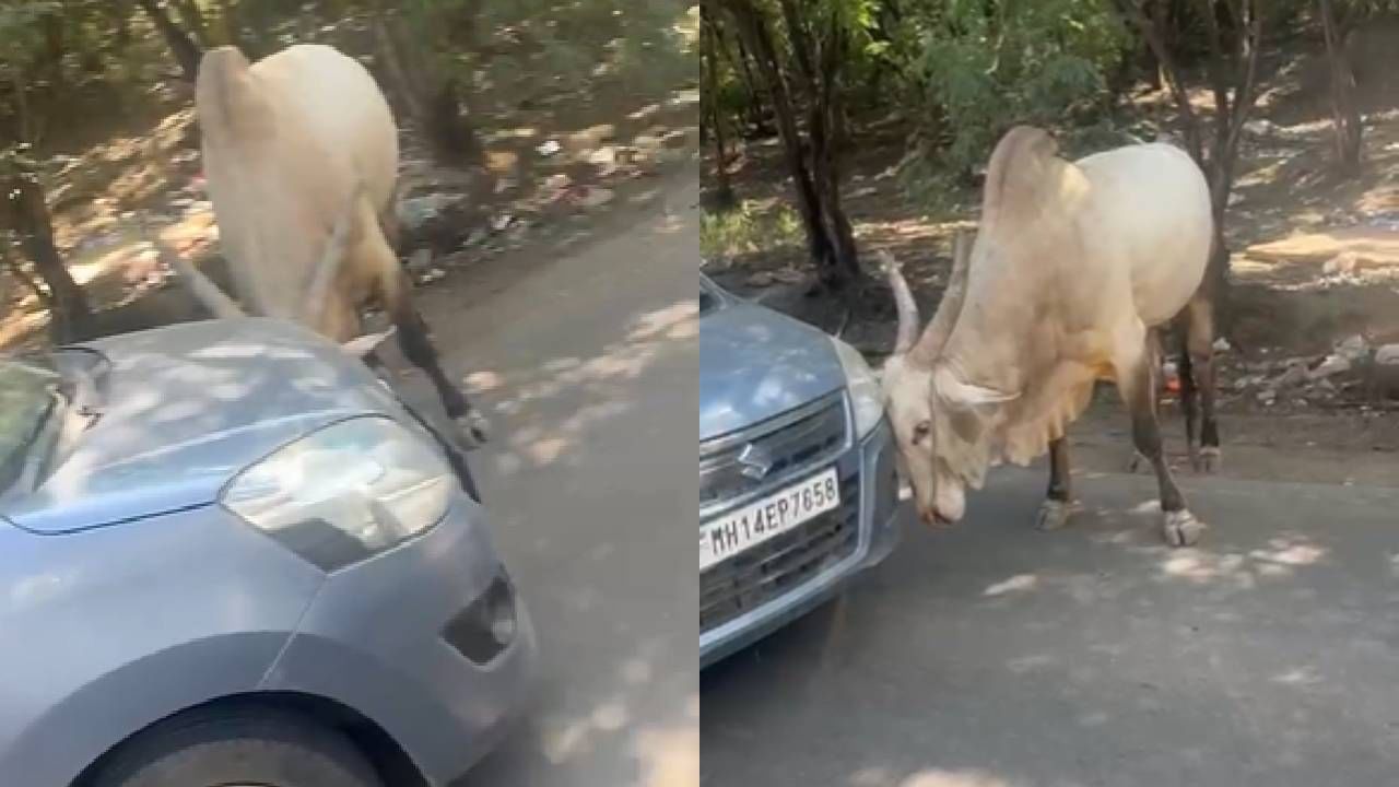 त्यामुळे कारचालकाचा थरारक प्रसंगातून सुटका झाली. वेळ आली होती, पण काळ आला नव्हता याची प्रचिती त्या कारचालकाला स्पष्ट जाणवली. दरम्यान, या परिसरात मोकाट जनावरांचा प्रश्न अत्यंत गंभीर बनत असून अनेक वेळा वनविभागाला कळवूनही ठोस उपाययोजना होत नसल्याची नाराजी बाबाजी शेळके यांनी व्यक्त केली. 