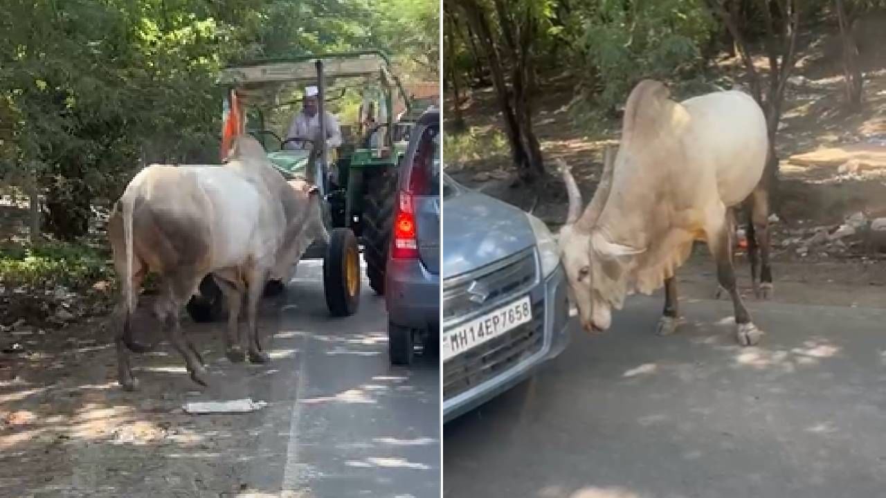 त्वरित लक्ष न दिल्यास एखादा मोठा अनर्थ घडू शकतो, त्यामुळं या मोकाट जनावरांचा बंदोबस्त करण्यासाठी उपाययोजना कराव्यात.. अशी मागणी यावेळी करण्यात आली. तसेच या घटनेचे फोटो आणि व्हिडीओ सध्या सोशल मीडियावर व्हायरल झाले आहेत. अनेकांनी ट्रॅक्टर चालकाने उचललेल्या पाऊलाचे कौतुक केले आहे. तर काहींनी मोकाट जनावरांवर प्रश्न उपस्थित केला आहे.