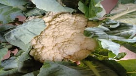 तुम्ही फुलकोबी खरेदी करताना ‘या’ गोष्टी लक्षात ठेवा, जाणून घ्या